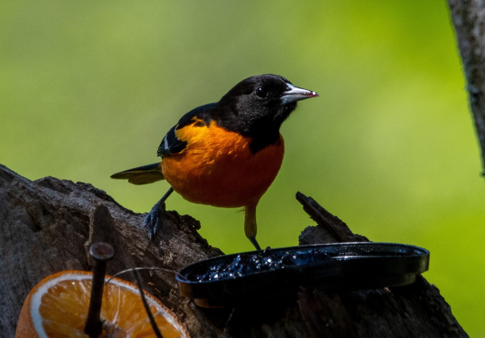 Birds of Color
