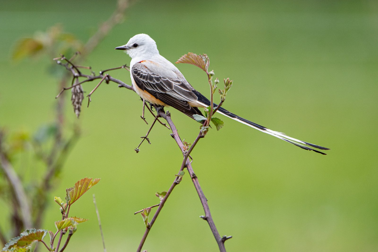 Scissor Tail Fly Catcher