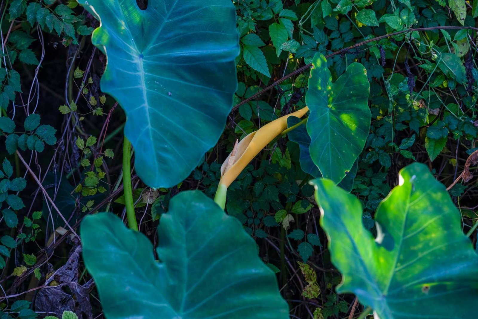 First week of October and signs of Fall