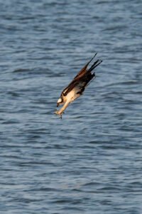 Osprey Hunt