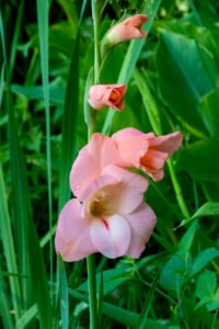 Our Yard Flowers
