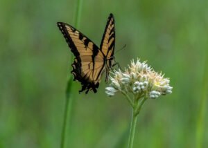 Butterflies next door