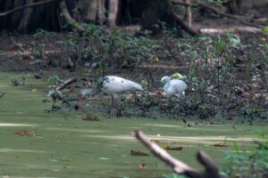 Ward Bayou