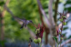 Flower Bed Hummingbird