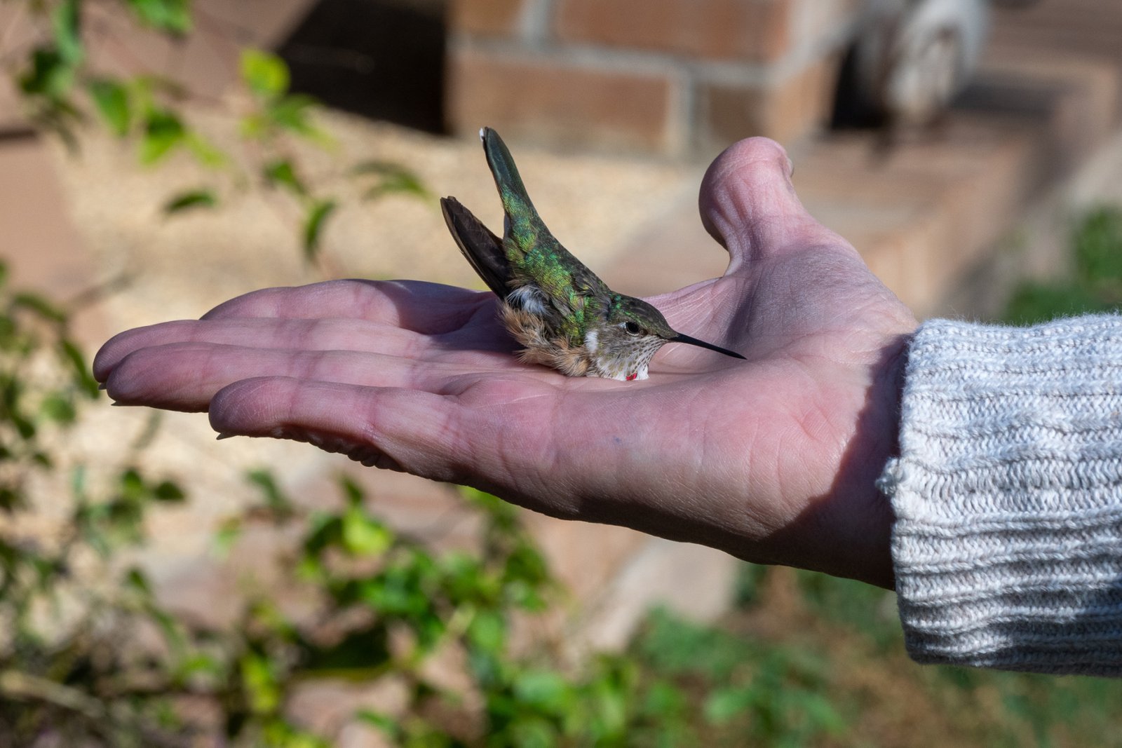 Hummingbird Banding November 28,02025