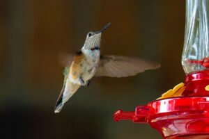Percy the Broad-tailed Hummingbird 11/29/25