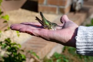 Hummingbird Banding November 28,02025