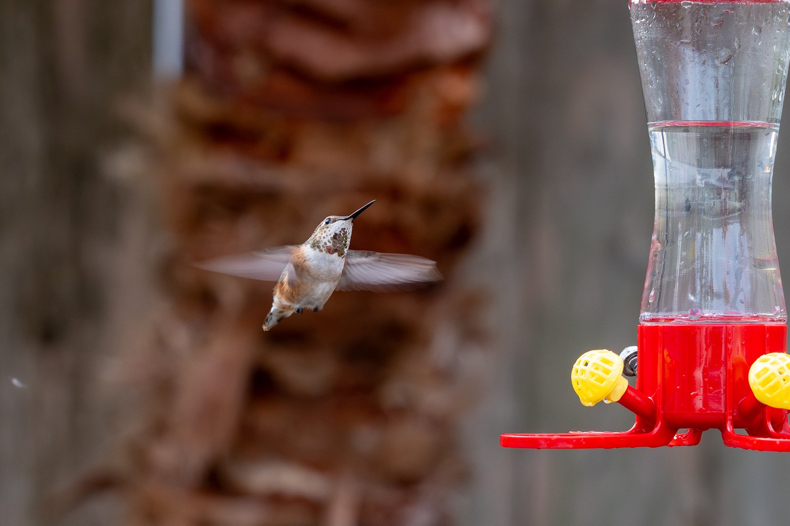Rufous Hummingbird at Charlie’s house January 4, 2026