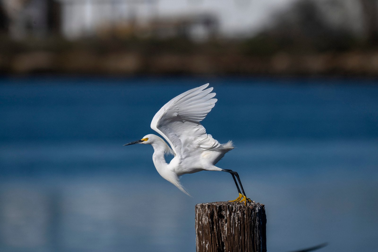 Biloxi Back Bay, Drain Pipe