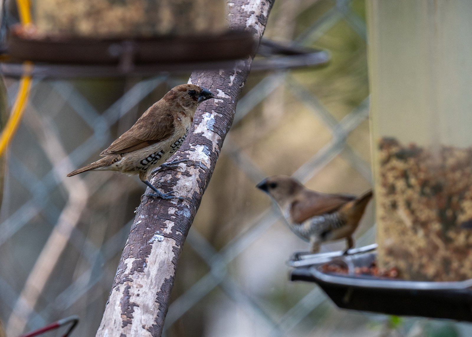 Our Backyard Bird Feeders