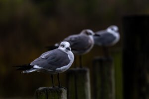 Sunday Morning Drive Home