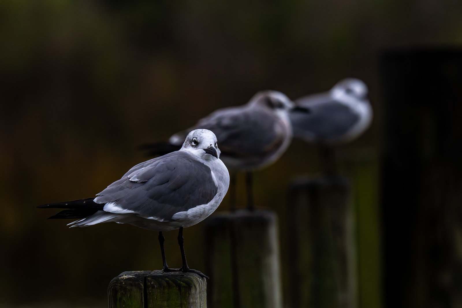 Sunday Morning Drive Home