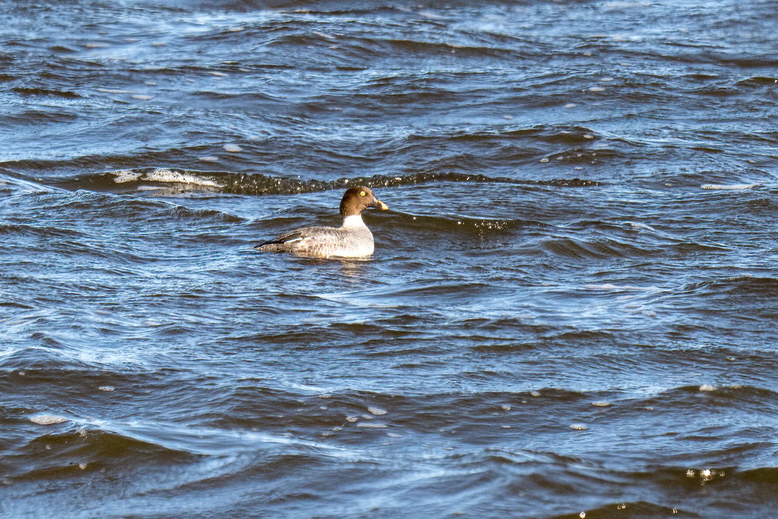 Back Yard Birdfeeders 2/1/26 Audubon Coastal Bird Count & Ocean Springs Inner Harbor 2/2/26