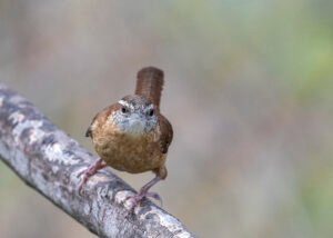 Back Yard Birdfeeders