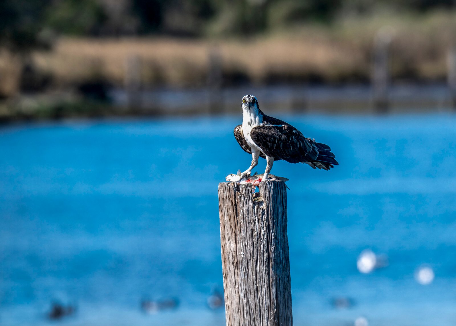 Osprey’s Catch – Biloxi Back Bay