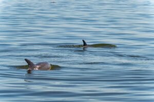 Mississippi Coast Sharing Her Wonders