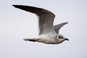 Monday morning: Lake Mars & Ocean Springs Harbor