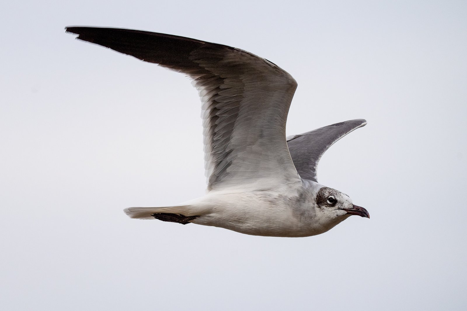 Monday morning: Lake Mars & Ocean Springs Harbor