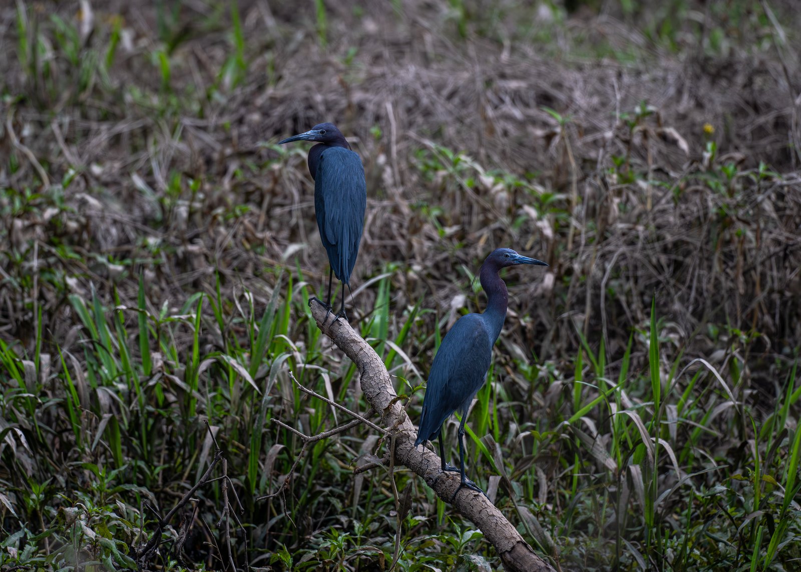 A Menagerie of Nature