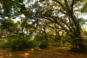 Whitehead Coastal Preserve