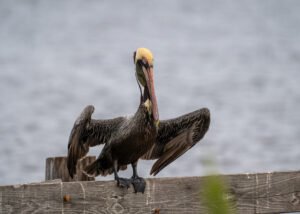 Pelicans