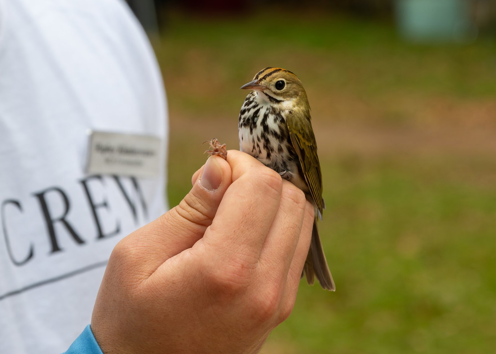 Bird Banding