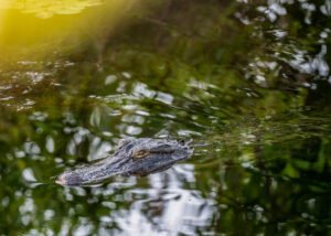 Ward Bayou Wildlife Mgt. Area