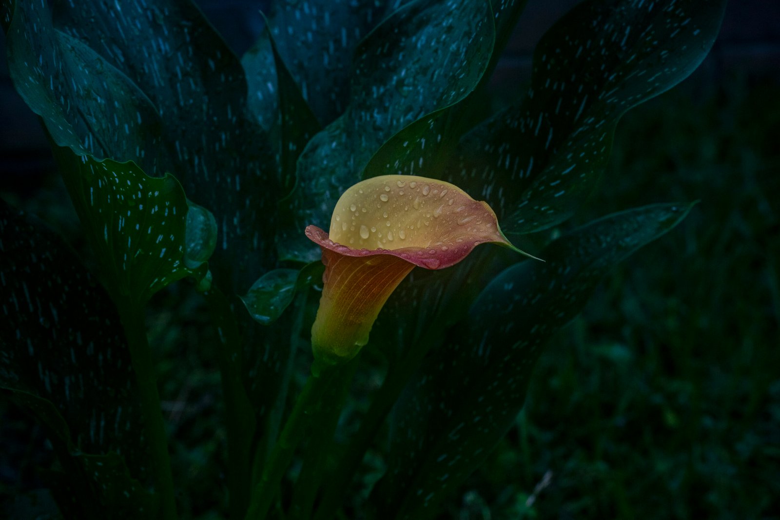 Our Yard is Alive With Color