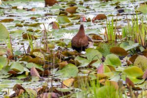 Old Beaver Pond 5-24-26