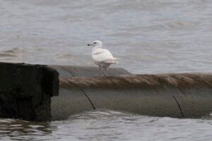 Iceland Gull & Others