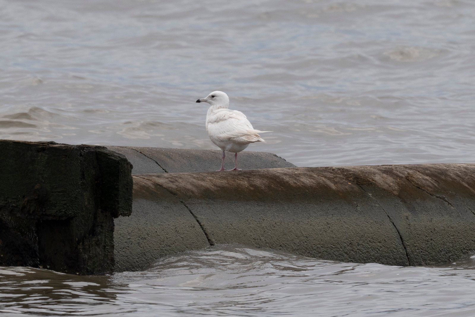 Iceland Gull & Others