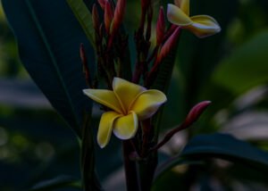 Margot, our lovely Frangipani