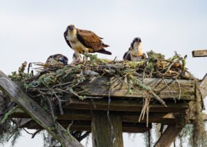 Osprey Families on East Beach