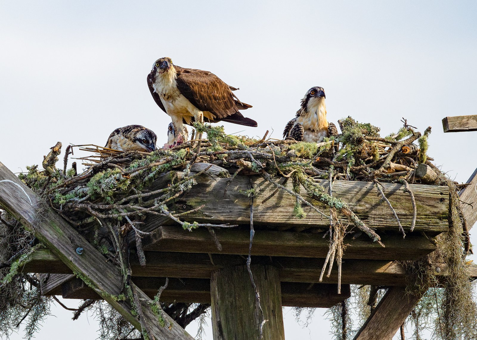 Osprey Families on East Beach