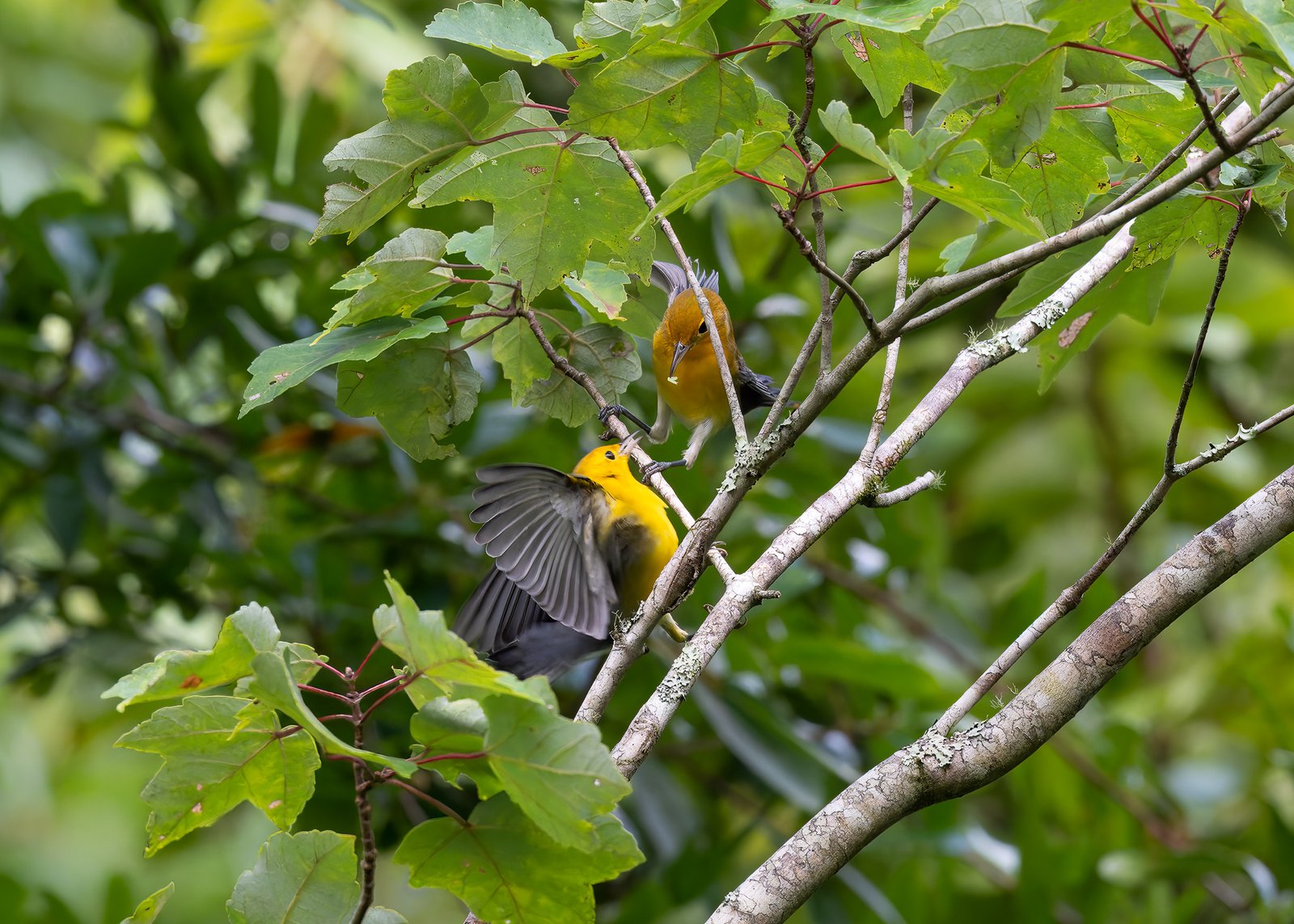 Prothonotary Warblers & Others