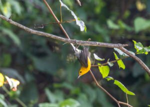A Therapeutic Trip to Ward Bayou
