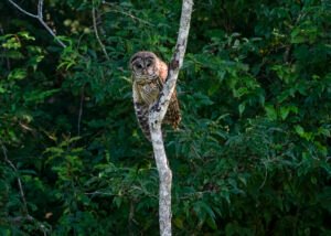 An Owl at Ward Bayou  8/12/26