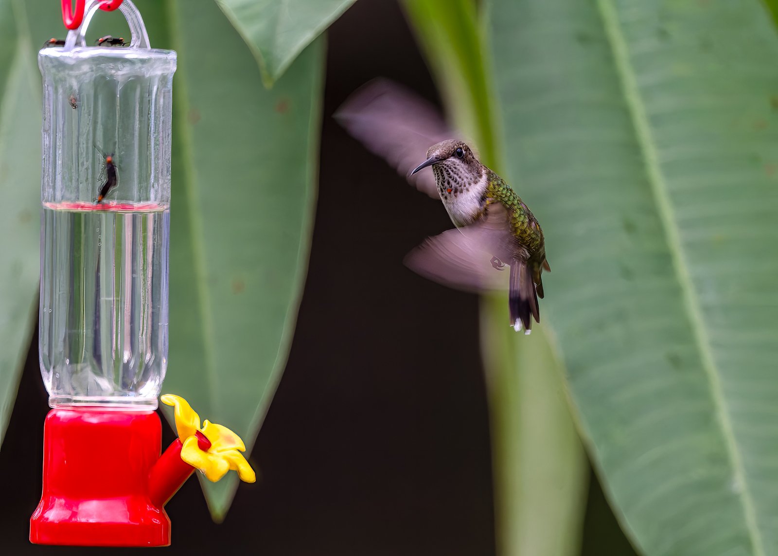 Hummingbirds Galor
