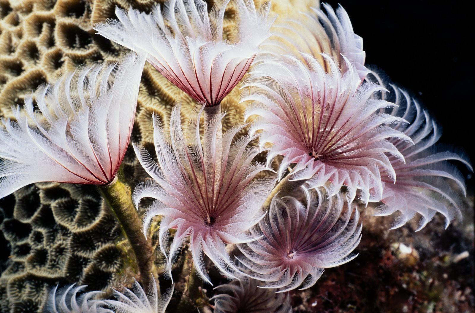 Underwater Photography #1
