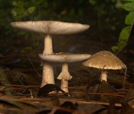 20240916-_ZZ81270-NEF