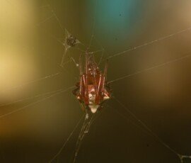 20240916-_ZZ81280-NEF