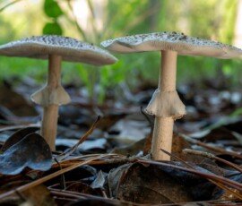 20240918-_ZZ81457-NEF