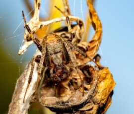 20240924-_ZZ82964-NEF