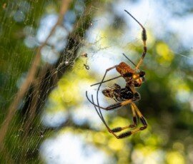 20240927-_ZZ85519-NEF