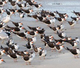Black Skimmers & couple gulls