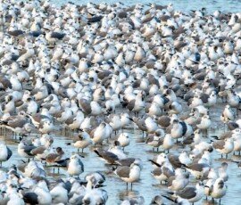 Gulls, lots & lots of gulls