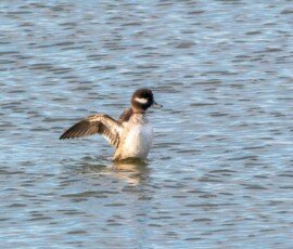 Bufflehead