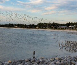 Gulls coming in from the night roost