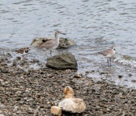 Ruddy Turnstone, Willet, and a Sanderling