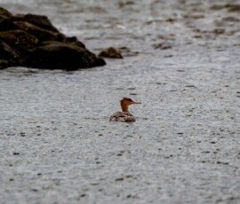 Red-breasted Merganser